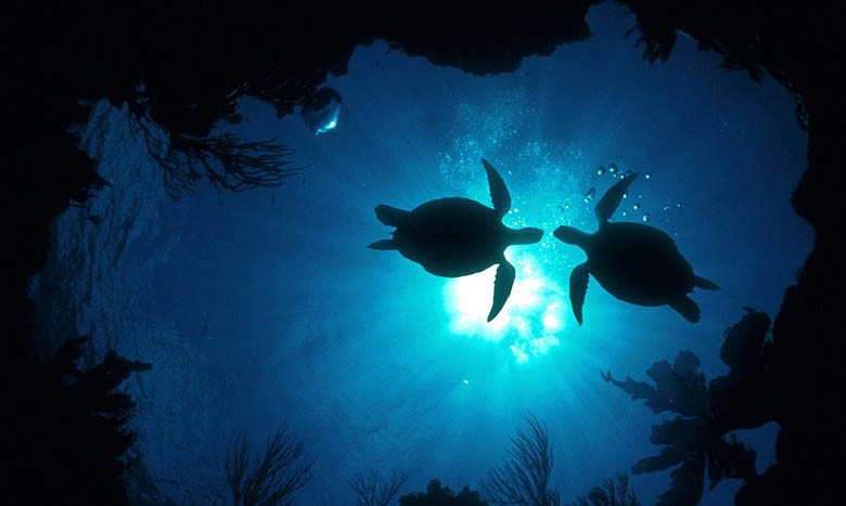 découvrez l’importance des sanctuaires marins, leur rôle essentiel dans la préservation des écosystèmes aquatiques et les enjeux éthiques liés à leur protection pour un avenir durable des océans.
