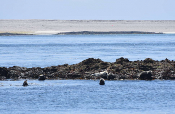 découvrez comment les sanctuaires marins jouent un rôle essentiel dans la préservation des océans et le respect de l'éthique environnementale. protégeons la biodiversité marine pour les générations futures.